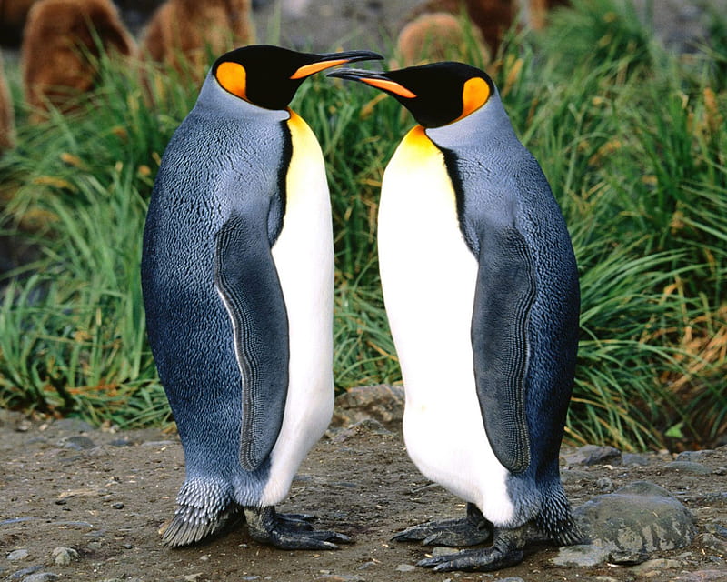 King_penguin, cool, king-penguin, HD wallpaper