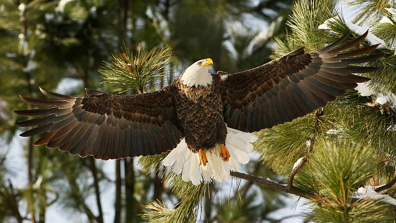 Brown Eagle Is Flying Up From Tree Animals, HD wallpaper