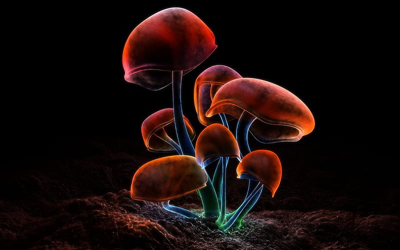 FLUORESCENCE COLORS, fluorescence, stems, colors, mushrooms, caps, HD wallpaper