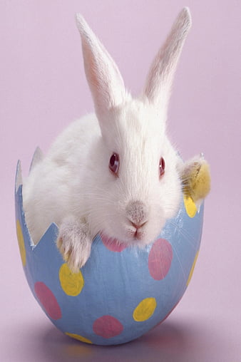 happy bunny desktop wallpaper