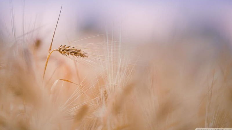 Wheat spike sum, harvest, grass, wheat, abstract, softness, cereal, graphy, macro, close-up, summer, nature, field, meadow, HD wallpaper