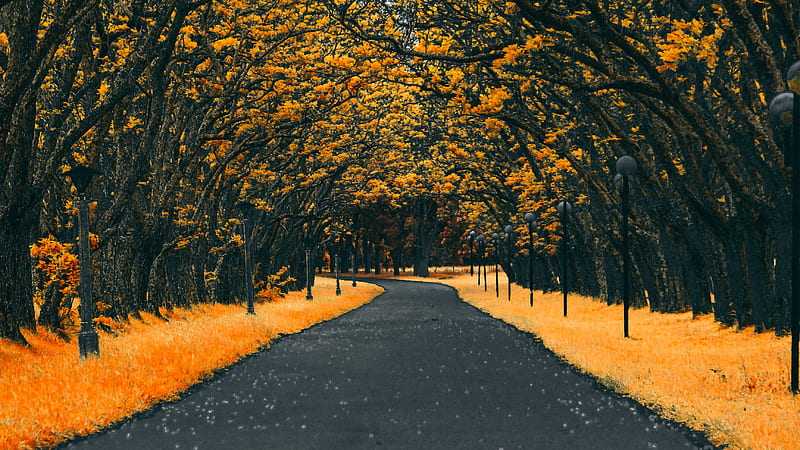 Paved Road Autumn , autumn, nature, road, HD wallpaper
