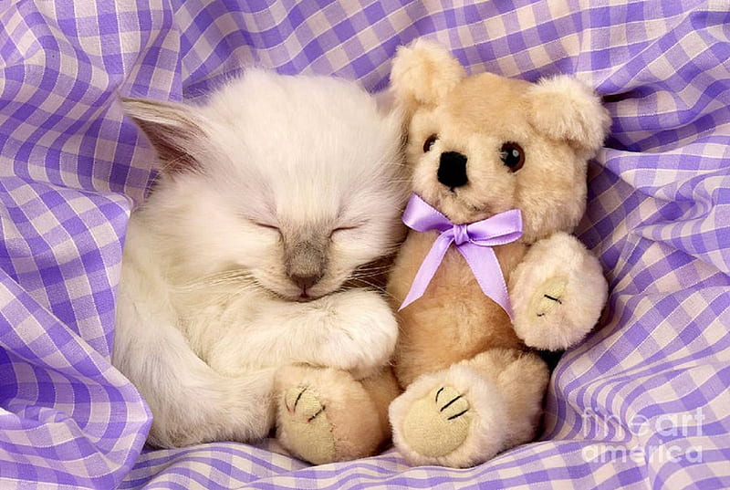 ..Be Mine Friend.., pretty, lovely, sleep, colors, love four seasons, kittens, adorable, cute, beloved valentines, teddy bear, cats, animals, HD wallpaper