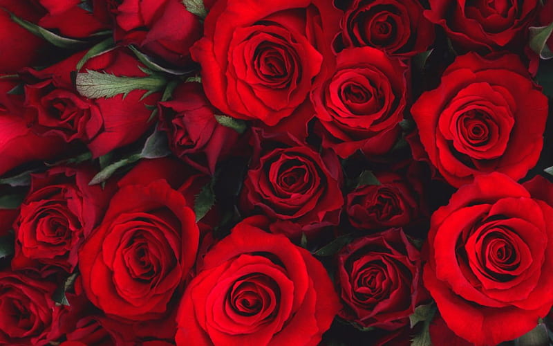 Red Roses, red rose, rose, flower, flowers, roses, HD wallpaper | Peakpx