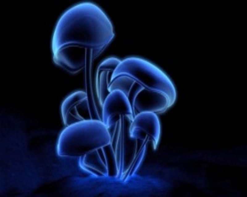 Mushrooms, abstract, blue, HD wallpaper