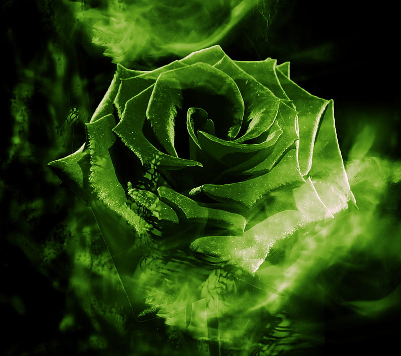 rose beauty, beauty, blossom, cool, dark, green, lovely, nature, rose, smoke, HD wallpaper
