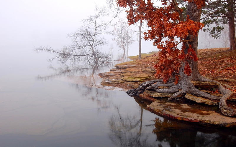 lake, autumn landscape, fog, tree, HD wallpaper