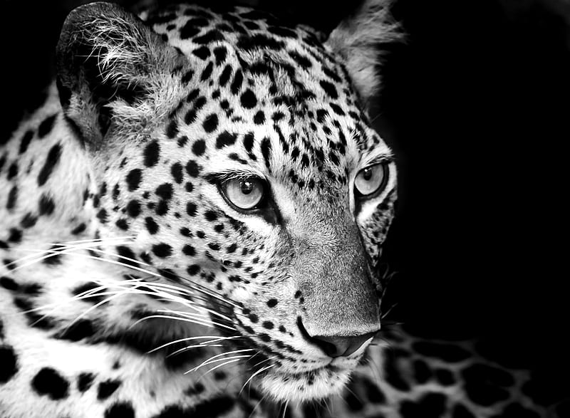 HD black leopard wallpapers
