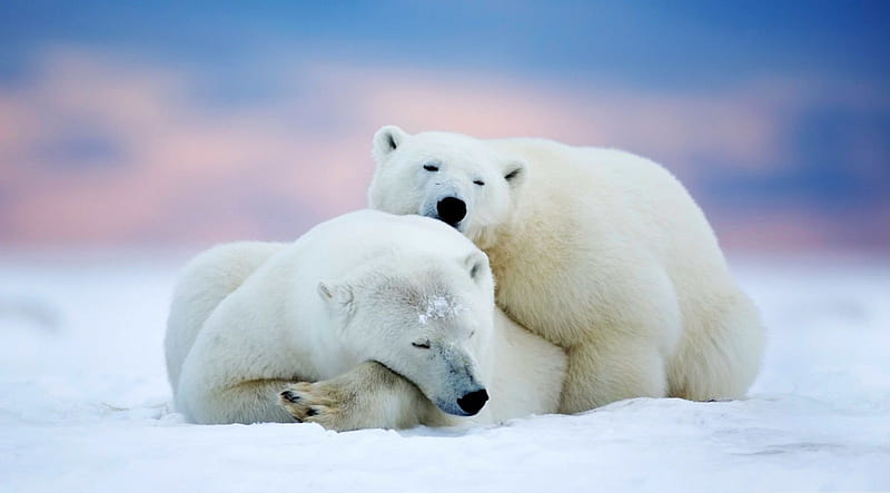 Polar bear couple, cute, wild, polar bears, wildlife, nature, bears ...