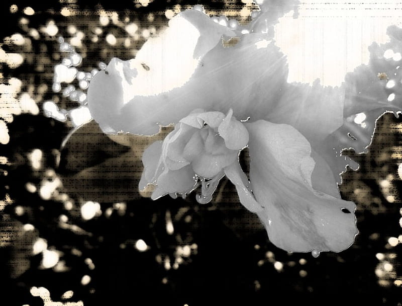stand still, flower nature, white, HD wallpaper