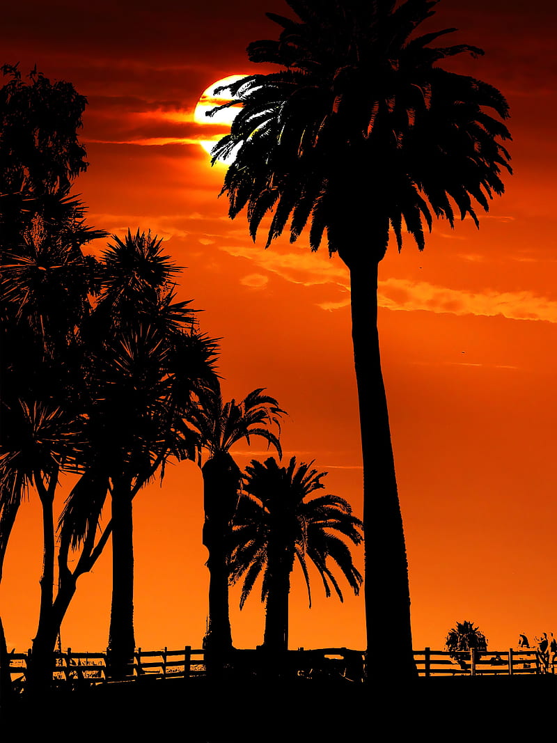 Sunset, palm trees, car, street, Sun, beach, California, HD phone wallpaper  | Peakpx