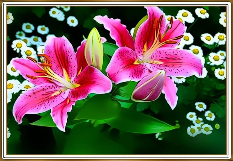 LOVELY LILIUMS, , NATURE, FLOWERS, PRETTY, HD wallpaper