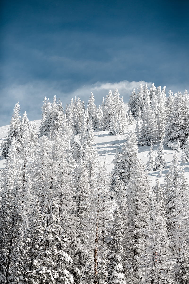 trees, snow, snowy, winter, sky, elevation, HD phone wallpaper