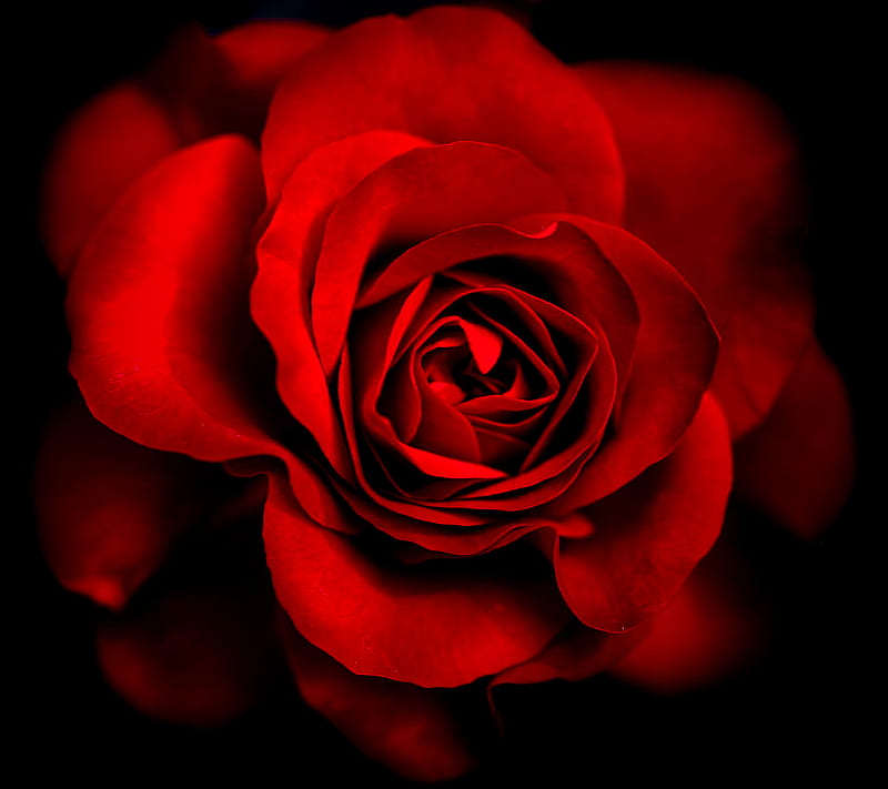 Red Rose, red, rose, HD wallpaper