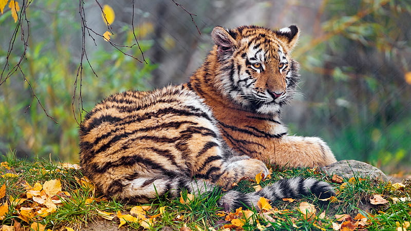 tigress, lying down, autumn, majestic, predator, big cats, wildlife, Animal, HD wallpaper
