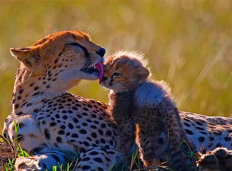 Clean face, spotted, cheetah, love, cub, Mother, cats, HD wallpaper | Peakpx