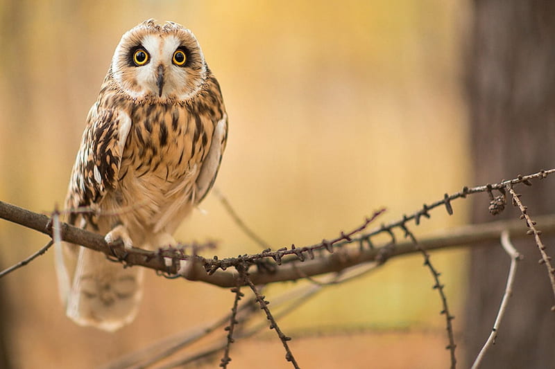 *** Barn Owl ***, plomykowka, zwierzeta, sowa, ptaki, HD wallpaper