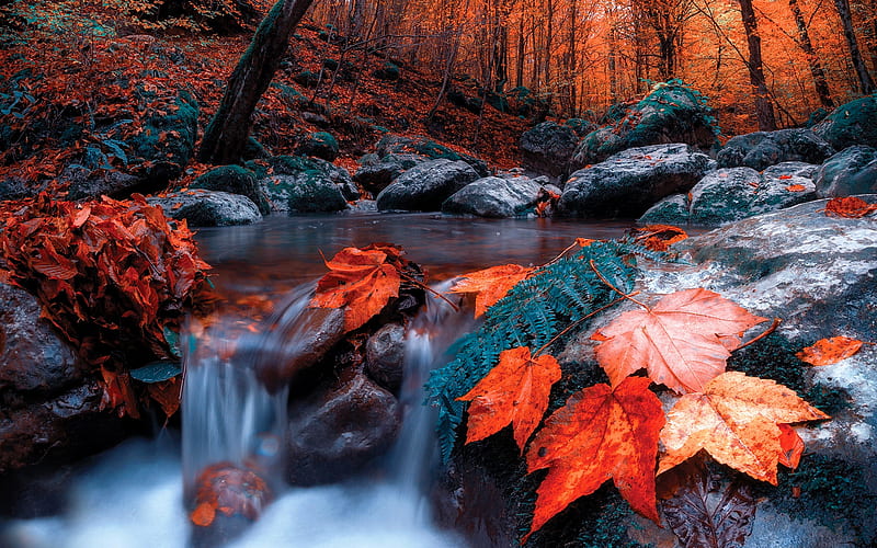 creek, autumn, forest, red leaves, stones, HD wallpaper