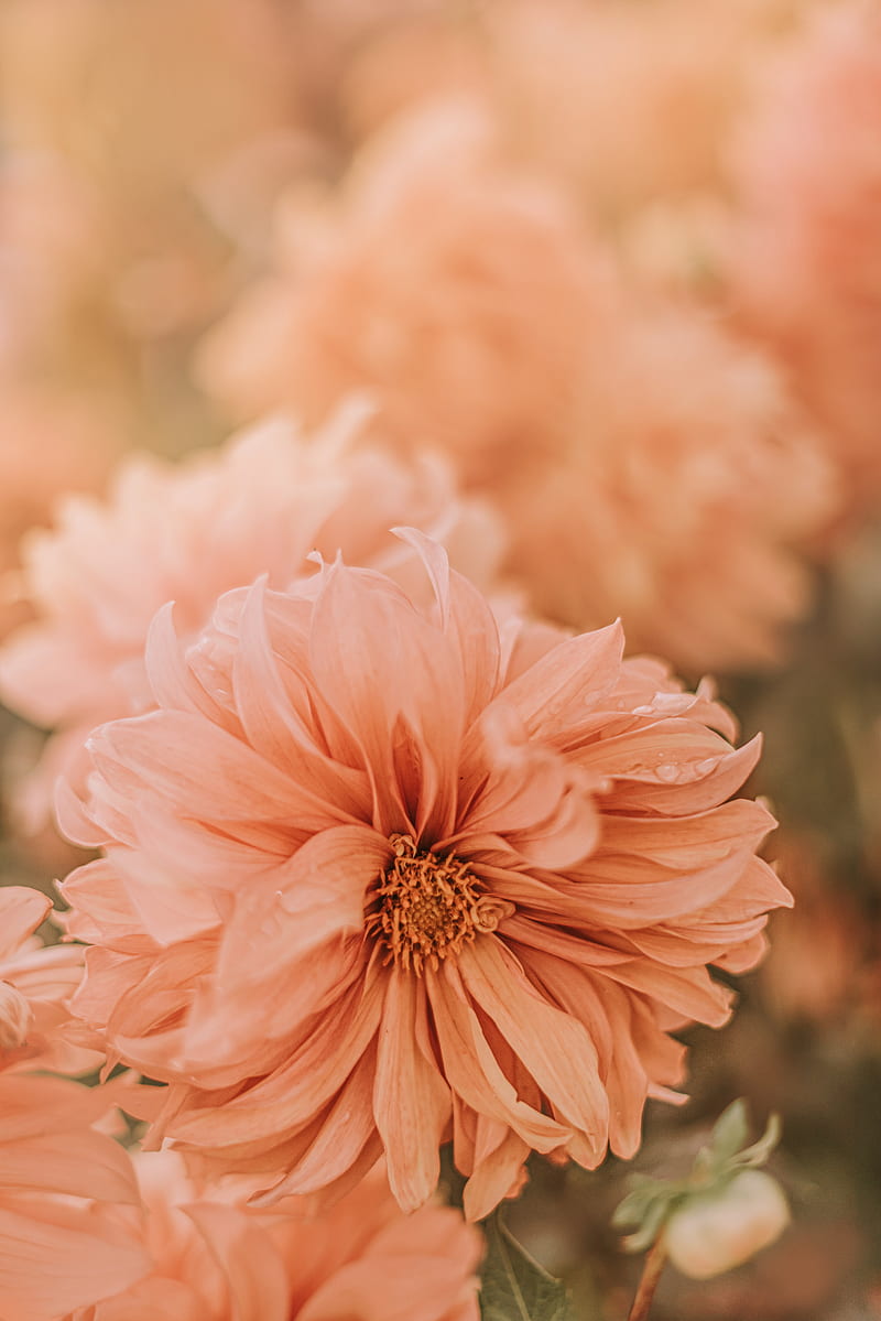 chrysanthemum, flower, pink, wet, dew, HD phone wallpaper