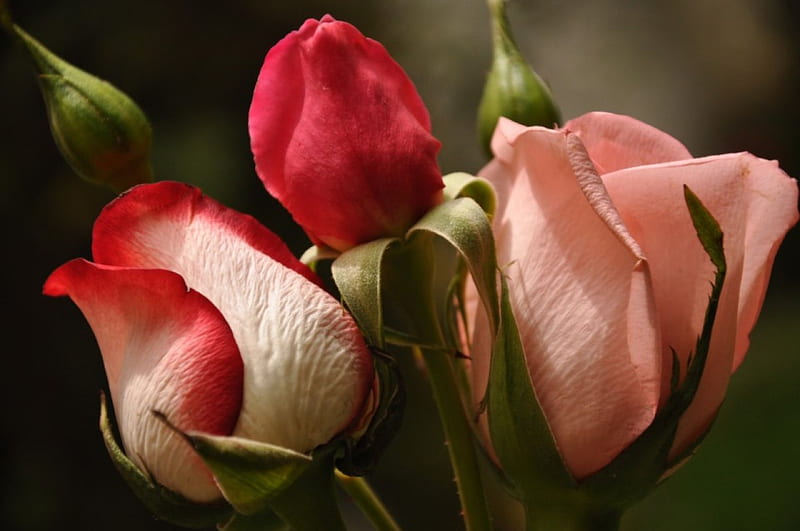 Amor rosas, flores, hojas, rosas, verde, Fondo de pantalla HD | Peakpx