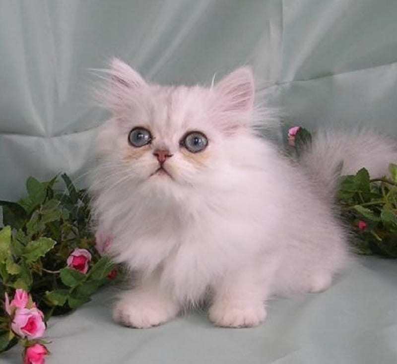 cute Chinchilla white kitten, cute, Chinchilla, white, kitten, cats, animals, HD wallpaper