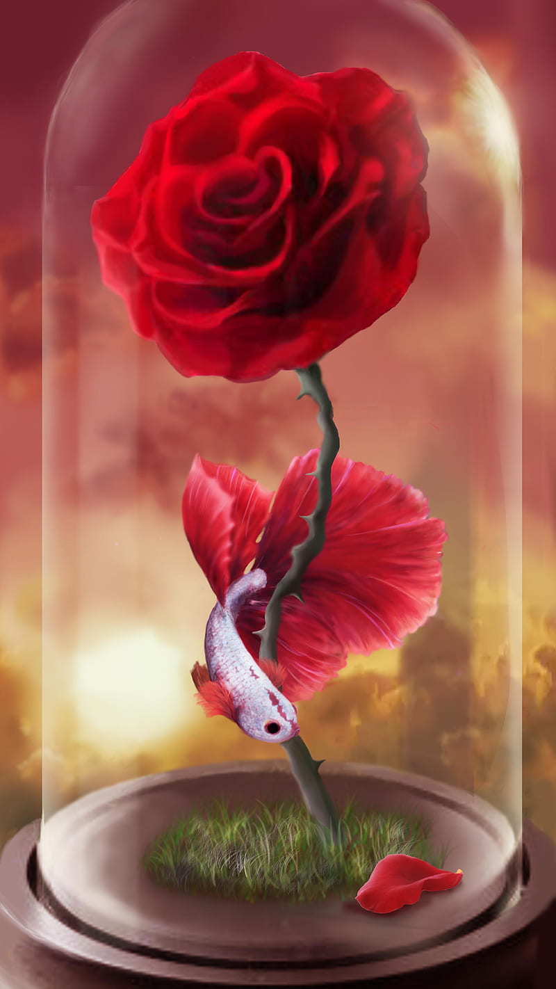 Fish, rose, flower, HD phone wallpaper | Peakpx