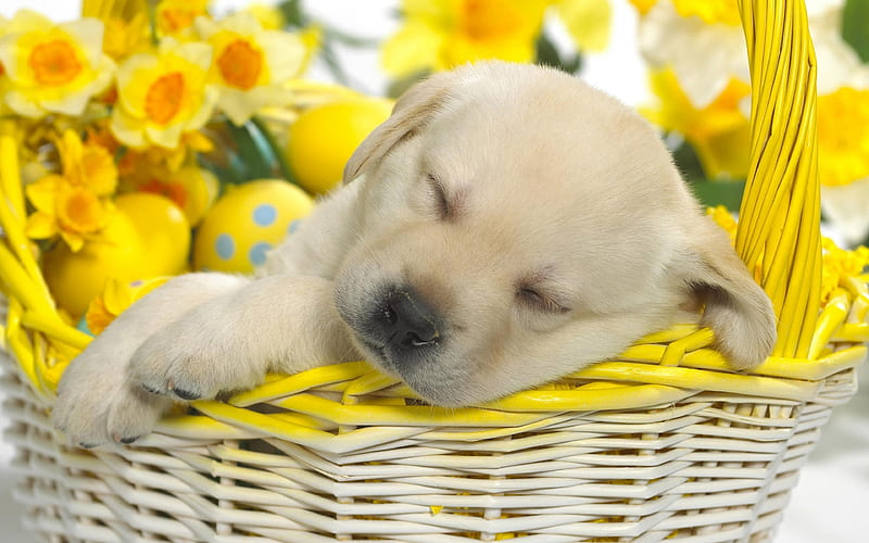 sleeping labrador, golden retriever small labrador, puppy, cute puppies, pets, labradors, dogs, retriever, HD wallpaper