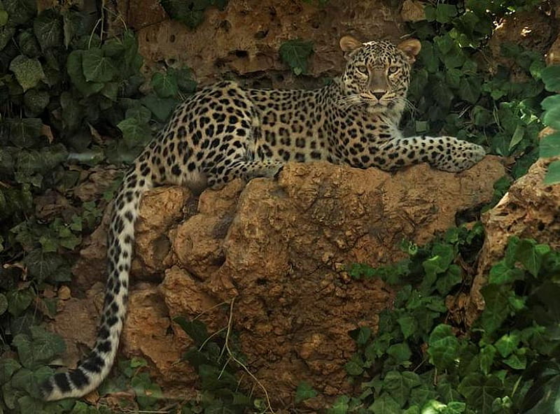 LEOPARD ON A LEDGE, leopard, pattern, feline, wild life, hunter, animal, HD wallpaper