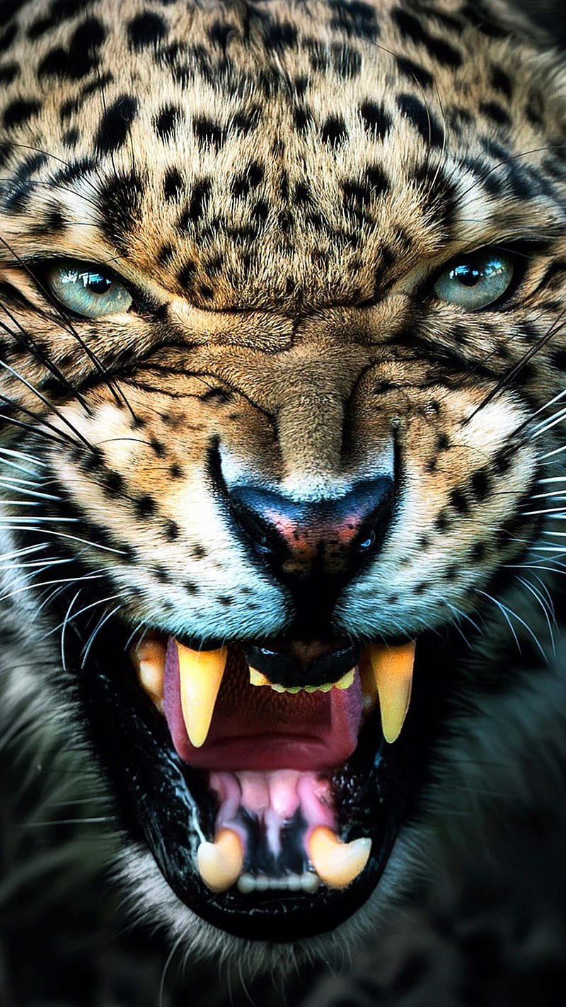 Mad leopard, angry, animal, big cat, face, teeth, wild, HD phone wallpaper