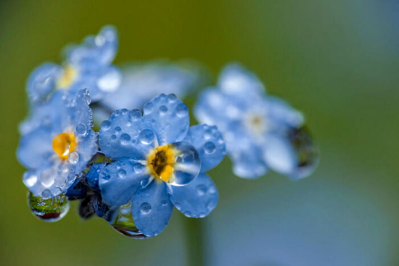 Alaska State Flower Forget Me Not Flower, Allbum, Blue, Dew, Flower, Yellow, HD wallpaper