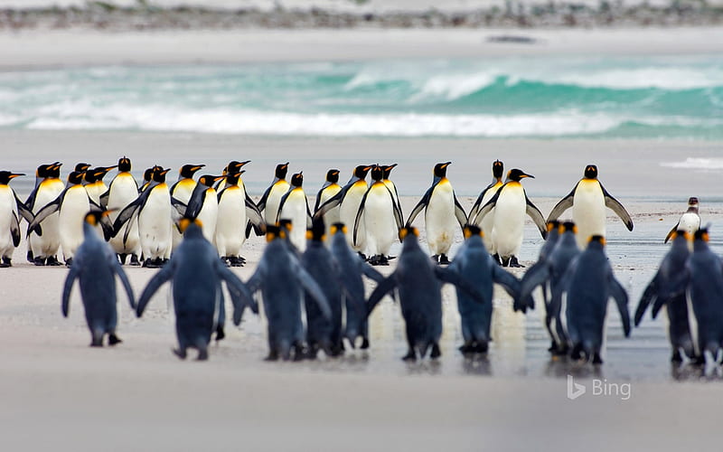 Falkland Islands King penguins at Volunteer Point-2017 Bing, HD wallpaper
