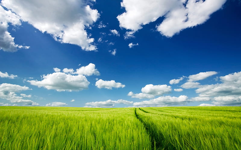 Summer VI, sky, green, blue, field, HD wallpaper | Peakpx