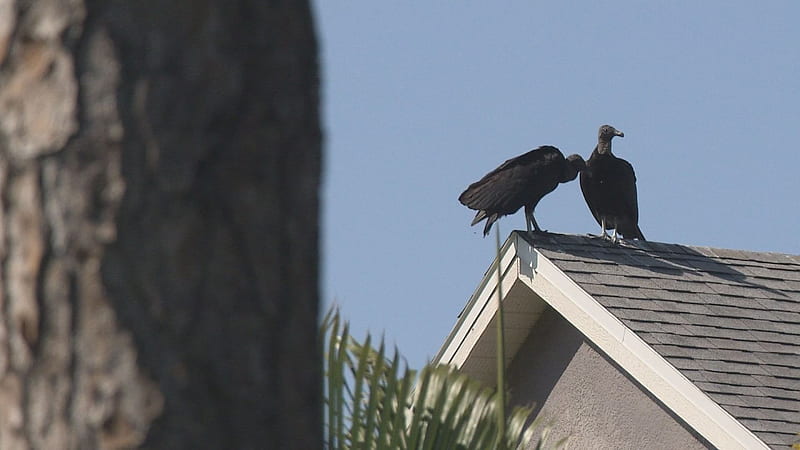 Plan to shoot black vultures in Westchase is upsetting many residents, HD wallpaper