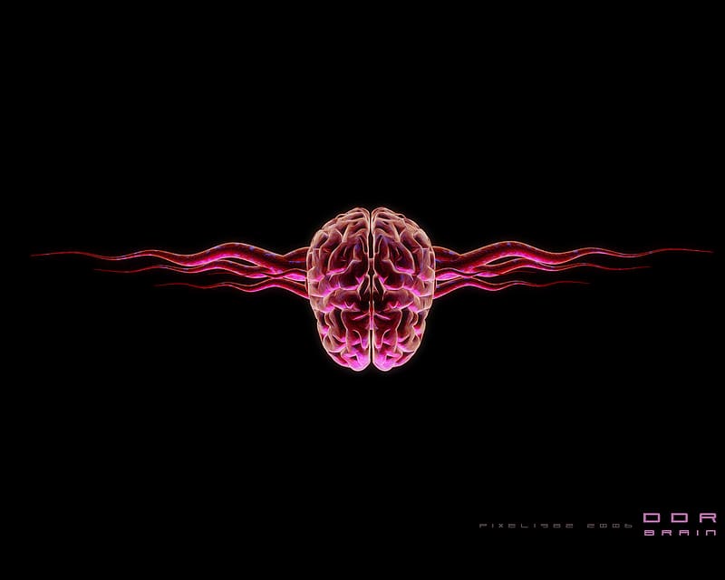 Artistic Brain Anatomy HD Wallpaper Peakpx