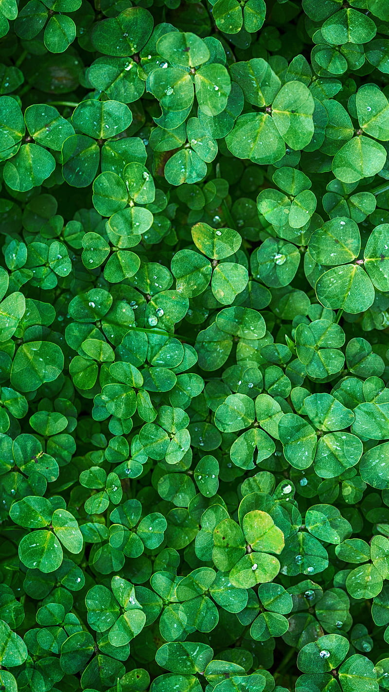 Be Linspired St Patricks Day iPhone Wallpaper