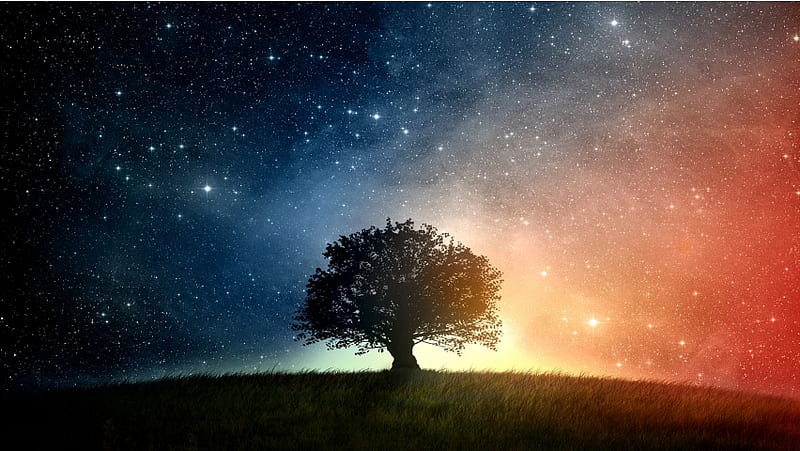 Oak Tree And Starry Night, HD wallpaper