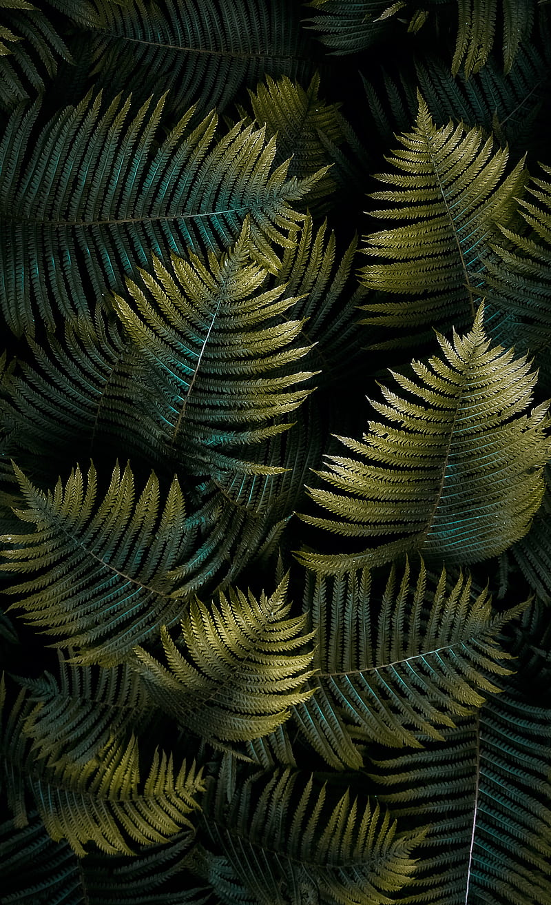 fern, leaf, macro, green, HD phone wallpaper