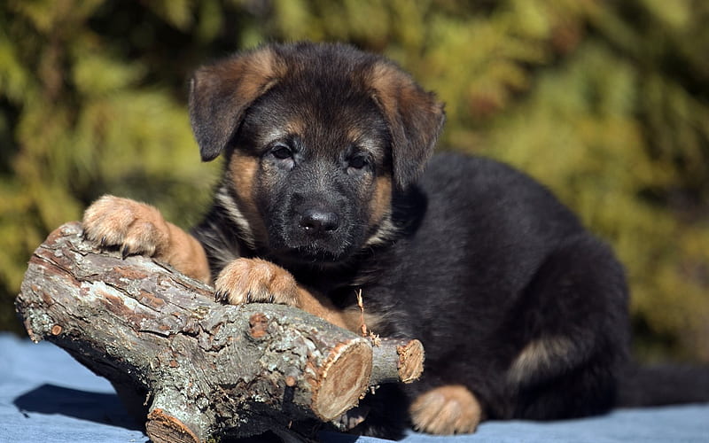 small dog, German shepherd, puppy, cute dogs, HD wallpaper