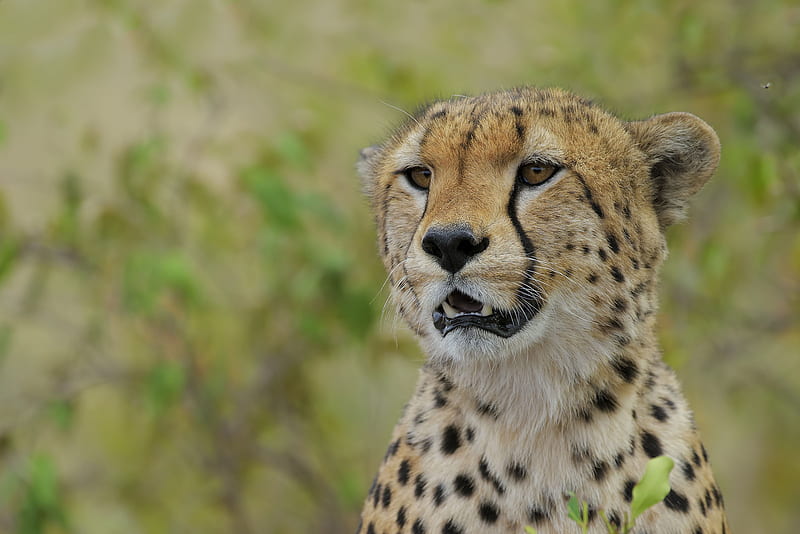 Cats, Cheetah, Big Cat, Wildlife, predator (Animal), HD wallpaper | Peakpx