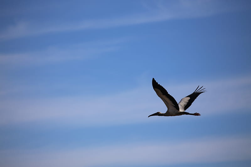 stork, bird, sky, flight, HD wallpaper