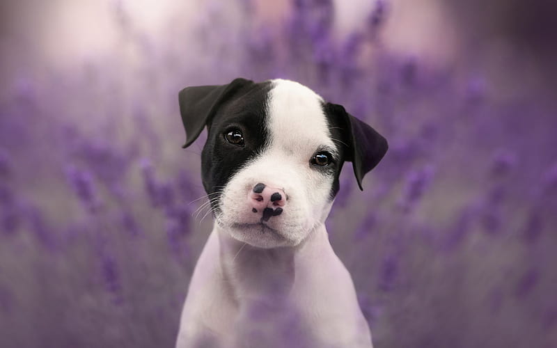 American Staffordshire Terrier, white puppy, small dog, pets, dogs, puppies, HD wallpaper