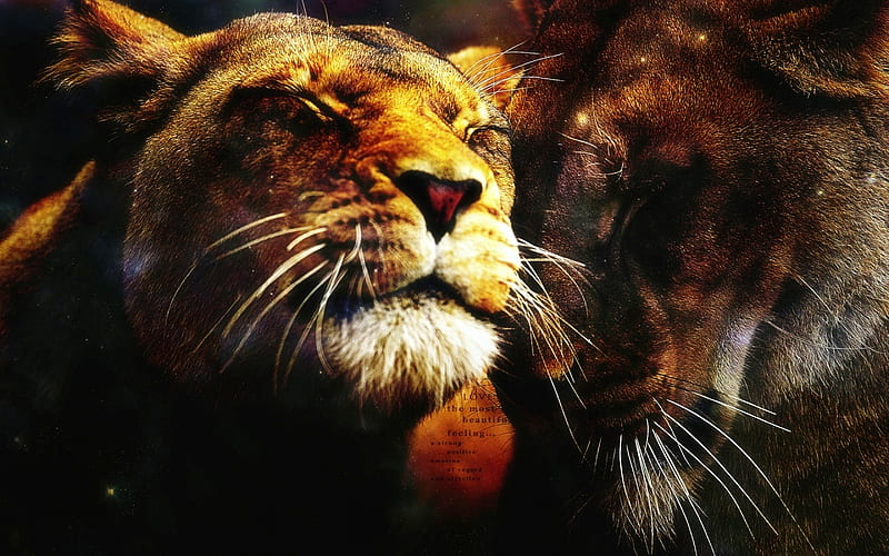 Lions Heart, lovely, black, bonito, abstract, lion, animal, fantasy, 3d,  lions, HD wallpaper | Peakpx