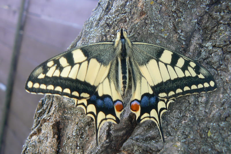 Papilio machaon, bug, beetle, butterfly, lepke, HD wallpaper