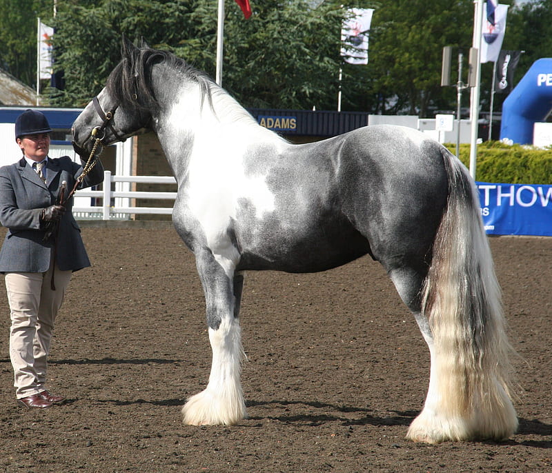 Trooper- The Royal Drumhorse, royal, equus, breed, drumhorse, horse, trooper, HD wallpaper