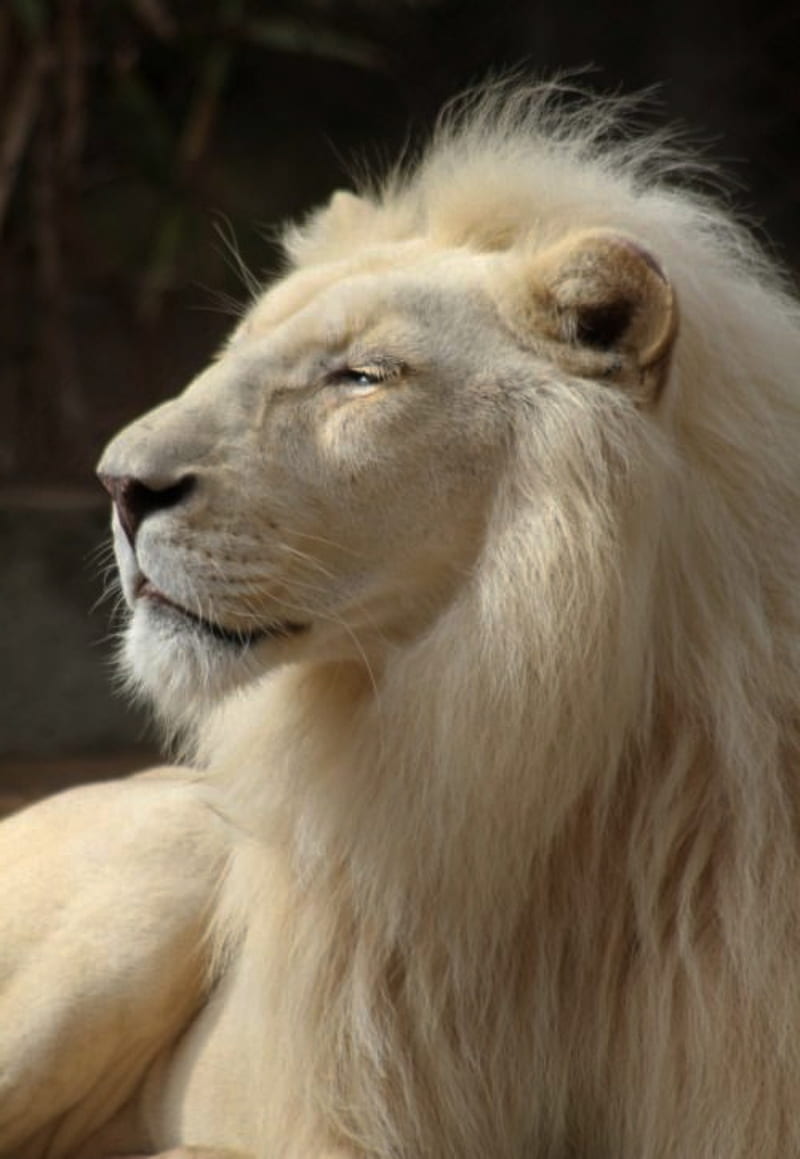 León blanco, animales, caras, reyes, leones, leones, Fondo de pantalla de  teléfono HD | Peakpx