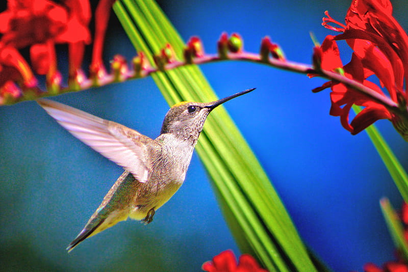 Hummingbird Bird, hummingbird, birds, HD wallpaper
