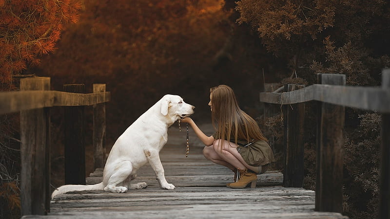 Labrador Retriever With Cute Girl, labrador-retriever, dog, animals, girl, cute, love, HD wallpaper