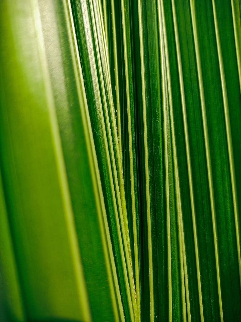 leaves, plant, veins, macro, green, HD phone wallpaper