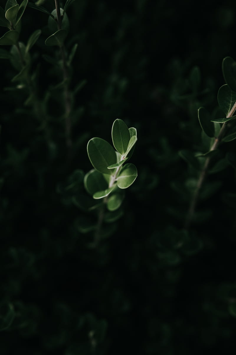leaves, macro, plant, green, dark, HD phone wallpaper