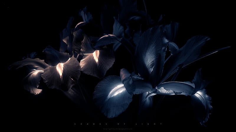 Shades Of Light, flower, shades, light, dark, HD wallpaper